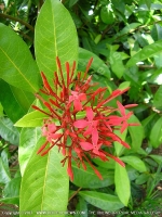 Filename=ixora_coccinea_flower_mauritius.jpg
Filesize=178KiB
Dimensions=600x800
Date added=Jul 18, 2008 ixora_coccinea_flower_mauritius.jpg