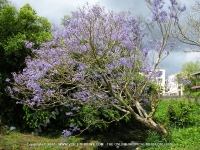 Filename=jacaranda_flower_mauritius.jpg
Filesize=287KiB
Dimensions=800x600
Date added=Jul 18, 2008 jacaranda_flower_mauritius.jpg