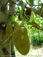 Filename=jaque_fruit_mauritius.jpg
Filesize=251KiB
Dimensions=600x800
Date added=Jul 18, 2008 jaque_fruit_mauritius.jpg