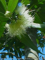 Filename=jean_bourgeois_flower_mauritius.jpg
Filesize=177KiB
Dimensions=600x800
Date added=Jul 18, 2008 jean_bourgeois_flower_mauritius.jpg