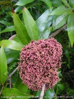 Filename=jean_bourgeois_fruit_mauritius.jpg
Filesize=191KiB
Dimensions=600x800
Date added=Jul 18, 2008 jean_bourgeois_fruit_mauritius.jpg