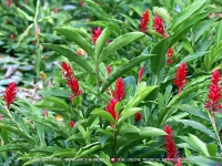 Filename=langue_de_chat_flower_mauritius.jpg
Filesize=236KiB
Dimensions=800x600
Date added=Jul 18, 2008 langue_de_chat_flower_mauritius.jpg