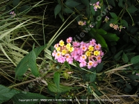 Filename=lantana_camara_mauritius_common_name_(vieille_fille).jpg
Filesize=198KiB
Dimensions=800x600
Date added=Jul 18, 2008 lantana_camara_mauritius_common_name_(vieille_fille).jpg