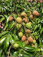 Filename=letchis_fruit_mauritius.jpg
Filesize=303KiB
Dimensions=600x800
Date added=Jul 18, 2008 letchis_fruit_mauritius.jpg