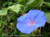 Filename=liane_bleu_(ipomoea_indica)_flower_mauritius.jpg
Filesize=182KiB
Dimensions=800x600
Date added=Jul 18, 2008 liane_bleu_(ipomoea_indica)_flower_mauritius.jpg
