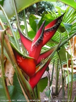 lobster_claw_flower_mauritius.jpg