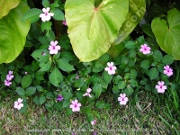 madagascar_periwinkle_flower_mauritius.jpg