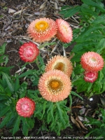 Filename=marigold_flower_mauritius.jpg
Filesize=184KiB
Dimensions=600x800
Date added=Jul 18, 2008 marigold_flower_mauritius.jpg