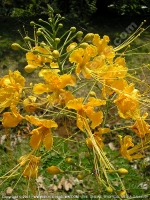 Filename=mauritius_barbados_pride_(caesalpinia_pulcherima).jpg
Filesize=245KiB
Dimensions=600x800
Date added=Jul 18, 2008 mauritius_barbados_pride_(caesalpinia_pulcherima).jpg