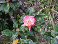 Filename=mauritius_bouc_doreille.jpg
Filesize=243KiB
Dimensions=800x600
Date added=Jul 24, 2008 mauritius_bouc_doreille.jpg