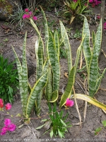 Filename=mauritius_sansevieria_trifasciata(langue_de_belle_mere).jpg
Filesize=260KiB
Dimensions=600x800
Date added=Jul 18, 2008 mauritius_sansevieria_trifasciata(langue_de_belle_mere).jpg