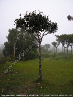 Filename=mauritius_young_ebony_tree copy.jpg
Filesize=150KiB
Dimensions=600x800
Date added=Jul 24, 2008 mauritius_young_ebony_tree copy.jpg