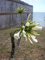 Filename=michelia_champaca_(champak)_flower_mauritius.jpg
Filesize=152KiB
Dimensions=600x800
Date added=Jul 18, 2008 michelia_champaca_(champak)_flower_mauritius.jpg