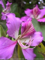 Filename=orchide_flower_mauritius.jpg
Filesize=109KiB
Dimensions=600x800
Date added=Jul 18, 2008 orchide_flower_mauritius.jpg