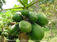 Filename=pawpaw_fruit_mauritius.jpg
Filesize=191KiB
Dimensions=800x600
Date added=Jul 18, 2008 pawpaw_fruit_mauritius.jpg