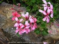 Filename=pelargonium_inquinans_flower_mauritius.jpg
Filesize=232KiB
Dimensions=800x600
Date added=Jul 18, 2008 pelargonium_inquinans_flower_mauritius.jpg
