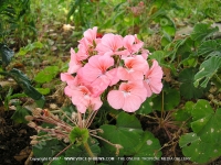 Filename=pelargonium_inquinans_pink_flower_mauritius.jpg
Filesize=199KiB
Dimensions=800x600
Date added=Jul 18, 2008 pelargonium_inquinans_pink_flower_mauritius.jpg