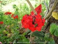 Filename=pelargonium_inquinans_red_flower_mauritius.jpg
Filesize=195KiB
Dimensions=800x600
Date added=Jul 18, 2008 pelargonium_inquinans_red_flower_mauritius.jpg