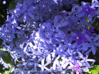petrea_volubillis_flower_mauritius.jpg