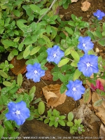 Filename=protulaca_oleracea_(pourprier)_mauritius.jpg
Filesize=243KiB
Dimensions=600x800
Date added=Jul 18, 2008 protulaca_oleracea_(pourprier)_mauritius.jpg