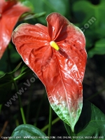 Filename=red_anthurium_mauritius.jpg
Filesize=162KiB
Dimensions=600x800
Date added=Jul 18, 2008 red_anthurium_mauritius.jpg