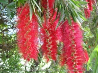 Filename=red_bottle_brush_tree_mauritius.jpg
Filesize=329KiB
Dimensions=800x600
Date added=Jul 18, 2008 red_bottle_brush_tree_mauritius.jpg