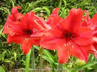 Filename=red_hibiscus_genevii_flower_mauritius.jpg
Filesize=260KiB
Dimensions=800x600
Date added=Jul 18, 2008 red_hibiscus_genevii_flower_mauritius.jpg