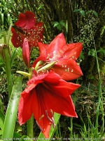 Filename=red_hippeastrum_amaryllis_flower_mauritius.jpg
Filesize=255KiB
Dimensions=600x800
Date added=Jul 18, 2008 red_hippeastrum_amaryllis_flower_mauritius.jpg