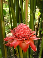 Filename=rose_porcelaine_flower_mauritius.jpg
Filesize=172KiB
Dimensions=600x800
Date added=Jul 18, 2008 rose_porcelaine_flower_mauritius.jpg