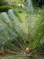 Filename=sagottier_(cancas)_mauritius.jpg
Filesize=252KiB
Dimensions=600x800
Date added=Jul 18, 2008 sagottier_(cancas)_mauritius.jpg