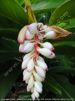 Filename=shell_ginger_(alpinia_zerumbet)_flower_mauritius.jpg
Filesize=125KiB
Dimensions=600x800
Date added=Jul 18, 2008 shell_ginger_(alpinia_zerumbet)_flower_mauritius.jpg
