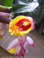 shell_ginger_(alpinia_zerumbet)_mauritius.jpg