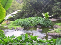 Filename=songe_and_river_view_mauritius.jpg
Filesize=245KiB
Dimensions=800x600
Date added=Jul 18, 2008 songe_and_river_view_mauritius.jpg