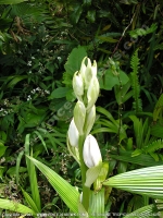 Filename=spanish_bayonet_flower_mauritius.jpg
Filesize=196KiB
Dimensions=600x800
Date added=Jul 18, 2008 spanish_bayonet_flower_mauritius.jpg