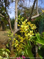 Filename=suriana(bois_matlot)_flower_mauritius.jpg
Filesize=199KiB
Dimensions=600x800
Date added=Jul 18, 2008 suriana(bois_matlot)_flower_mauritius.jpg
