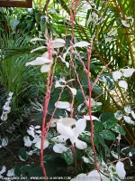 Filename=tropical_snow_bush_mauritius.jpg
Filesize=279KiB
Dimensions=600x800
Date added=Jul 18, 2008 tropical_snow_bush_mauritius.jpg