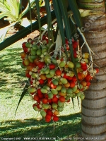 Filename=veitchia_merrillii_(christmas_palm)_mauritius.jpg
Filesize=203KiB
Dimensions=600x800
Date added=Jul 18, 2008 veitchia_merrillii_(christmas_palm)_mauritius.jpg