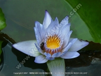 Filename=waterlili_mauritius.jpg
Filesize=113KiB
Dimensions=800x600
Date added=Jul 18, 2008 waterlili_mauritius.jpg