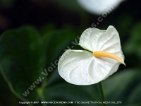 Filename=white_anthurium_andraeanum_mauritius.jpg
Filesize=85KiB
Dimensions=800x600
Date added=Jul 18, 2008 white_anthurium_andraeanum_mauritius.jpg