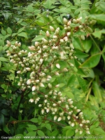 Filename=white_ecalyptus_flower_mauritius.jpg
Filesize=209KiB
Dimensions=600x800
Date added=Jul 18, 2008 white_ecalyptus_flower_mauritius.jpg