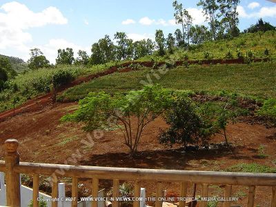 guest house les palmiers chamarel mauritius view from balcony
The view from Les Palmiers Chamarel guesthouse balcony. Outside the guesthouse there are lots of trees and other vegetation. 
Keywords: Les Palmiers Chamarel guesthouse, balcony, view, vegetation, plants, trees