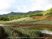 Filename=guest_house_les_palmiers_chamarel_mauritius_mountain_view.jpg
Filesize=109KiB
Dimensions=800x600
Date added=May 30, 2008 guest_house_les_palmiers_chamarel_mauritius_mountain_view.jpg