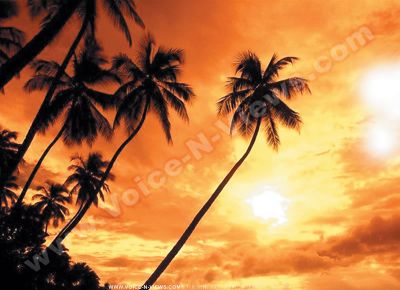 3 star hotel le palmiste hotel sunset
A view of Le Palmiste Resort & Spa beautiful firery sunset, with the palm trees silhouetted against the red and orange sky.
Keywords: Firery, sunset, colours, reds, oranges, palm trees
