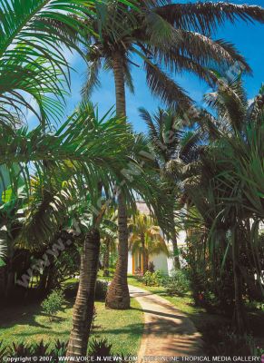 2 star hotel les cocotiers hotel garden
