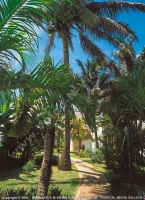 Filename=2_star_hotel_les_cocotiers_hotel_garden.jpg
Filesize=222KiB
Dimensions=600x824
Date added=Jun 11, 2007 2_star_hotel_les_cocotiers_hotel_garden.jpg