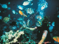 3_star_hotel_ambre_hotel_mauritius_under_sea_walk_activity_view_1.jpg