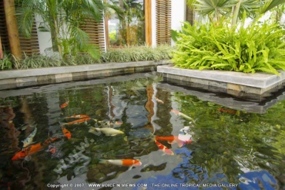 laguna beach hotel and spa mauritius fish
