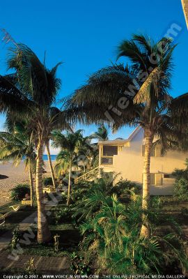 3 star hotel villa caroline hotel garden view
A view of the 3*Caroline Hotel garden. Lots of palm trees and plants are found in the garden. The garden leads straight to the beach.
Keywords: 3*Caroline hotels garden view, palm trees, beach, vegetation