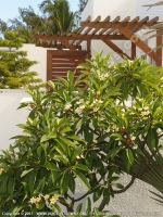 Filename=le_recif_hotel_mauritius_lfrangipane_flower_in_the_garden.jpg
Filesize=234KiB
Dimensions=600x800
Date added=Feb 25, 2009 le_recif_hotel_mauritius_lfrangipane_flower_in_the_garden.jpg