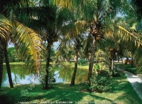 Filename=4_star_hotel_la_plantation_hotel_garden.jpg
Filesize=225KiB
Dimensions=800x587
Date added=Jun 11, 2007 4_star_hotel_la_plantation_hotel_garden.jpg